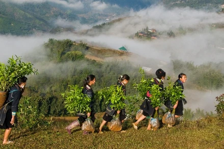 Mùa xuân là Tết trồng cây.