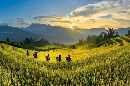 Mùa vàng ở xã Y Tý, tỉnh Lào Cai. (Ảnh: HOÀNG KIỀU)