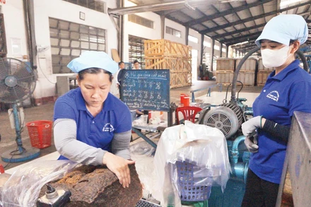Công nhân Công ty cổ phần Cao-su Phước Hòa đóng gói mủ cao-su.