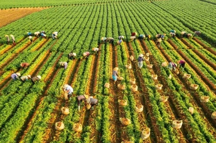 Tác phẩm “Nghề truyền thống” của tác giả Nguyễn Hải Đăng đoạt giải Ba.