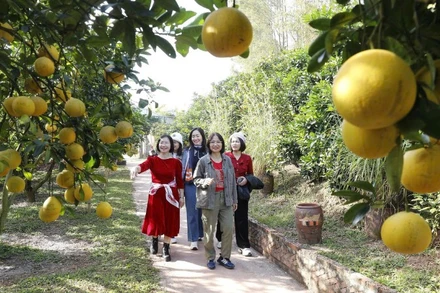 Khi các vườn cam, bưởi vào vụ thu hoạch cũng là lúc du khách đến thăm vườn ngày một đông.