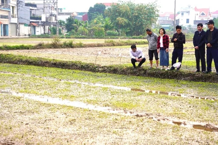 Kiểm tra diện tích gieo mạ giống lúa Ngọc Nương 9 tại phường Tam Sơn.