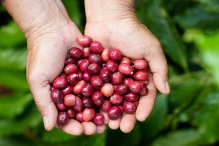 Cà-phê đặc sản của Đắk Lắk đã có mặt ở thị trường các nước châu Âu, Nhật Bản, Hoa Kỳ, Canada, Trung Quốc. (Ảnh: Nhân Dân)