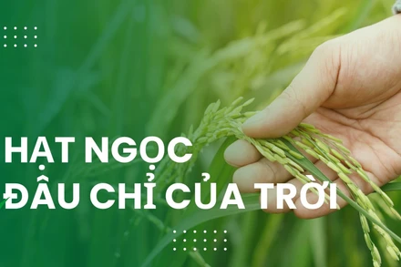 “Hạt ngọc” đâu chỉ của trời