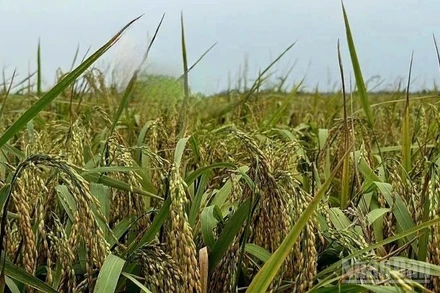 Lúa mùa đến lúc thu hoạch. (Ảnh: HNV)