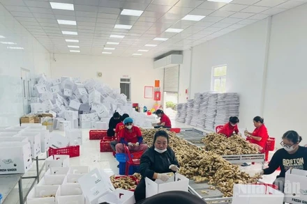 Các nữ lao động tại nhà máy DATO. (Ảnh: PV)