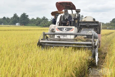 Áp dụng cơ giới hóa vào thu hoạch lúa ở tỉnh Đồng Tháp.