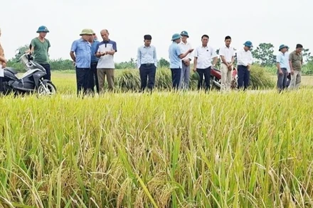 Xã Trần Phú vận động người dân thu hoạch lúa sớm. 