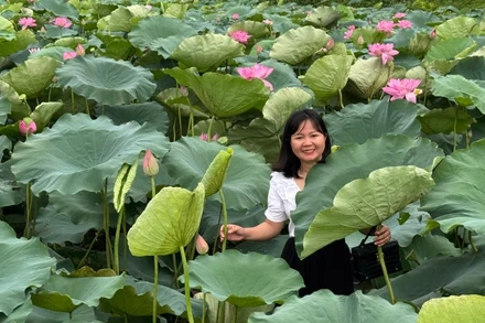 Các đầm sen của Bắc Ninh là địa điểm được nhiều người lựa chọn chụp ảnh, lưu giữ kỷ niệm.