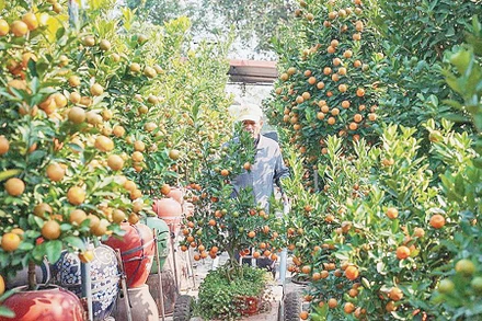 Để có cây quất đẹp phải trải qua nhiều năm chăm sóc và được thổi hồn từ đôi bàn tay khéo léo của người trồng ở Tứ Liên. Ảnh: Hoàng Hiếu/TTXVN