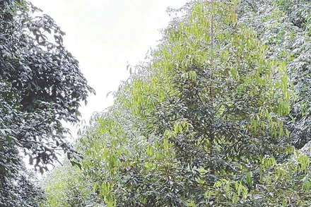 Ông Nguyễn Tiến Khởi bên vườn sầu riêng giống Musang King - Malaysia được sản xuất theo phương thức hữu cơ tuần hoàn.