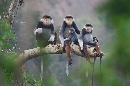 Bảo tồn, bảo vệ loài nguy cấp, quý, hiếm.