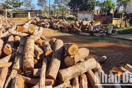 Tang vật vụ khai thác rừng trái phép bị lực lượng chức năng thu giữ, xử lý.