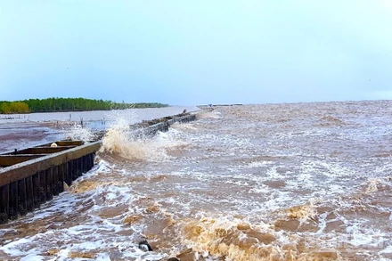 Ảnh hưởng của bão số 12 gây sóng to khu vực ven biển tỉnh Cà Mau.