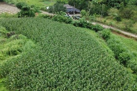 Diện tích rau, đậu các loại tăng so với cùng kỳ 2024 do các địa phương chuyển đổi cây trồng. (Ảnh: HNV)