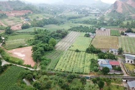 Giao khoán trong công ty nông nghiệp cần được phát huy hiệu quả trong giai đoạn mới. (Ảnh: HNV)