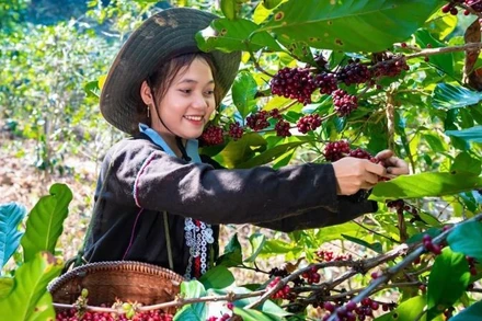 Bà con dân tộc Vân Kiều, Quảng Trị thu hoạch cà-phê. (Ảnh: DUY ĐÔNG)