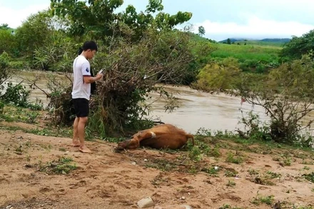Mưa lớn khiến mực nước các suối ở xã Tây Sơn, phía đông tỉnh Đắk Lắk dâng cao làm hàng chục trâu, bò, dê của người bị chết.