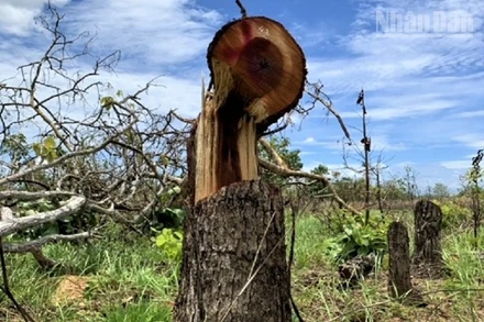 Trong thời gian giữ chức Chủ tịch, Phó Chủ tịch Ủy ban nhân dân xã Ya Tờ Mốt, huyện Ea Súp (cũ) hai đồng chí Đặng Công Tạo và Vũ Văn Quảng đã vi phạm quy định của đảng, pháp luật của nhà nước trong thực hiện chức trách, nhiệm vụ được giao, trong đó có vụ để gần 400 ha rừng tự nhiên trên địa bàn bị phá. 