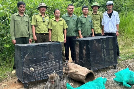Trung tâm Bảo tồn voi, cứu hộ động vật và quản lý bảo vệ rừng tỉnh Đắk Lắk phối hợp các đơn vị đưa các cá thể động vật hoang dã quý hiếm đến Vườn Quốc gia Chư Yang Sin để thả về với môi trường tự nhiên.