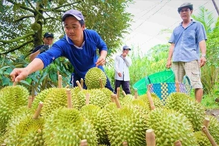 Nông sản Việt Nam còn nhiều dư địa xuất khẩu trong năm 2026. (Ảnh Phong Linh)