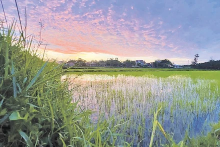 Ánh triêu dương rạng ngời, trên những lóng lánh sương mai. (Ảnh Mai Kỳ)