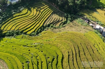 Ruộng bậc thang Bình Liêu, Quảng Ninh nhìn từ trên cao. (Ảnh: QUỐC TOẢN)