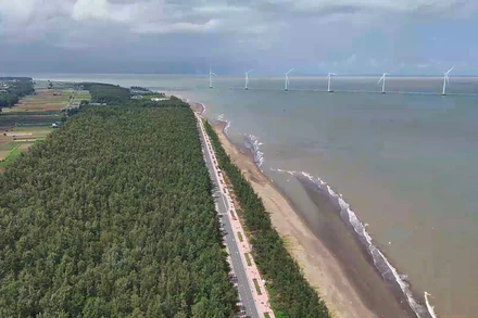 Hàng rào phi lao dài hàng chục km là giải pháp "phi công trình" rất hiệu quả, giúp che chắn hoa màu và nhà cửa của người dân vùng Duyên Hải.