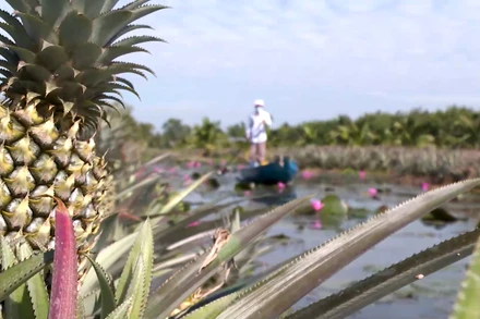 Khóm Cầu Đúc là loại trái cây đặc sản gắn bó với người dân, tạo sinh kế ổn định, bền vững.