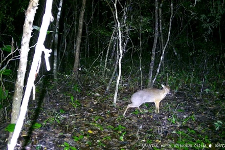 Đoàn điều tra của Trung tâm Bảo tồn tự nhiên và Phát triển (thuộc Liên hiệp các Hội khoa học và kỹ thuật Việt Nam) bẫy ảnh lần đầu tiên phát hiện loài cheo cheo lưng bạc tại Khu Bảo tồn thiên nhiên Ea Sô.