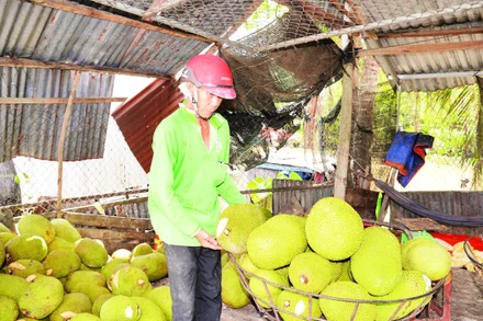 Giá mít Thái thấp, nhà vườn ở Tiền Giang thua lỗ nặng.