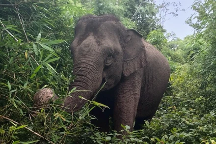 Voi hoang dã xuất hiện và cảnh báo phòng tránh xung đột voi-người ở Đắk Lắk. (Ảnh minh họa)