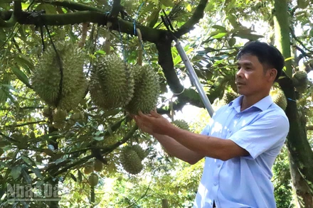 Đến nay, Đắk Lắk trở thành một trong những tỉnh dẫn đầu về diện tích và sản lượng sầu riêng cả nước.
