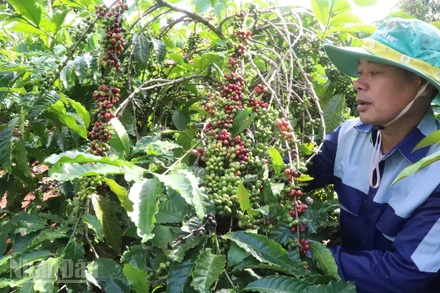 Đắk Lắk có hơn 1,087 triệu ha đất sản xuất nông nghiệp phù hợp trồng các loại cây công nghiệp chủ lực, nhất là cây cà-phê...