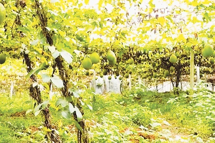 Vườn gấc trĩu quả ở Tri Phú (Tuyên Quang).