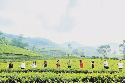 Du khách trong nước, quốc tế tham quan, trải nghiệm tại đồi chè ở Thái Nguyên.