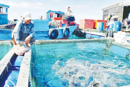 Nhiều ngư dân miền trung đã chuyển từ khai thác hải sản kiểu tận diệt sang nghề nuôi biển.