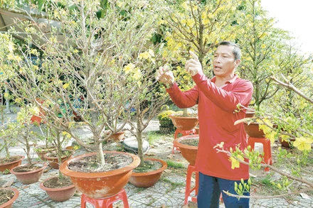 Người dân trồng mai tại xã Chợ Lách, tỉnh Vĩnh Long chuẩn bị đón Tết.