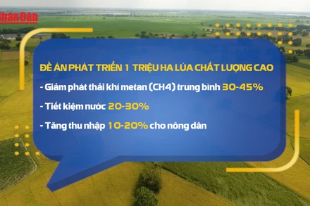 [Video] Thí điểm 15 mô hình trồng lúa, mía bán tín chỉ carbon đến 2035