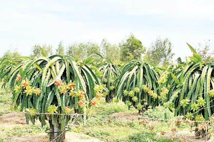 Vườn thanh long nhà ông Trà ra quả sớm.