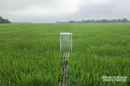 Mô hình canh tác lúa giảm phát thải tại Quảng Trị.