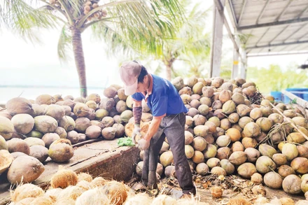 Ngành dừa Việt Nam đã phát triển được gần 90 dòng sản phẩm. 