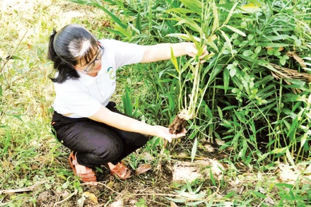 Chị Thoa thăm vườn nguyên liệu sạch.