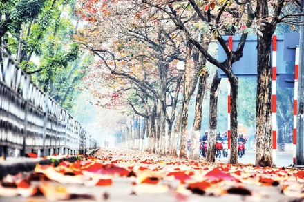 Lãng mạn phố Kim Mã. (Ảnh Đoàn Bách) 