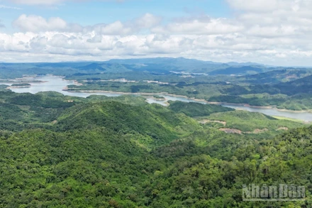 Thực tiễn tại Lâm Đồng cho thấy, chính sách chi trả dịch vụ môi trường rừng là giải pháp kinh tế đúng hướng, góp phần hài hòa lợi ích giữa Nhà nước, doanh nghiệp và người dân trong bảo vệ và phát triển rừng.