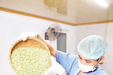 Dây chuyền sản xuất tại HTX Dịch vụ nông nghiệp sông Hồng.