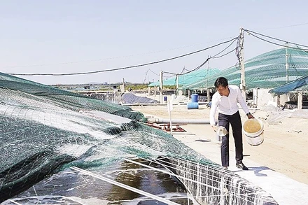 Khu nuôi tôm công nghệ cao của gia đình anh Nguyễn Ngọc Đoàn, phường Trúc Lâm, tỉnh Thanh Hóa cho hiệu quả kinh tế cao.