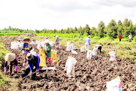 Nông dân thu hoạch khoai mỡ.