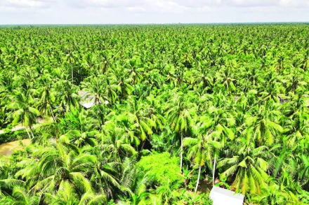 Tỉnh Vĩnh Long đang phát triển vườn dừa hữu cơ mang lại hiệu quả kinh tế cao.