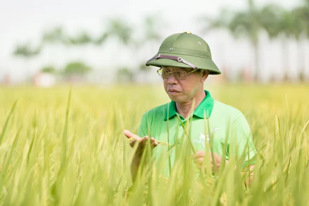 Doanh nhân Trần Mạnh Bảo, Chủ tịch Hội đồng quản trị ThaiBinh Seed.